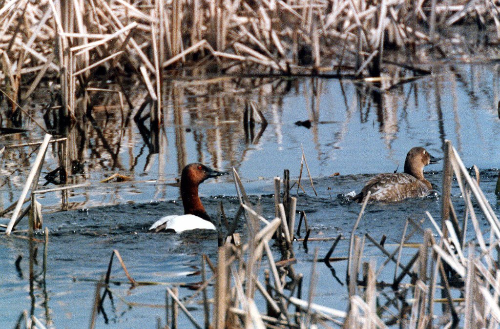 Duck, Canvasback 2 B02P04I02.jpg - Canvasback